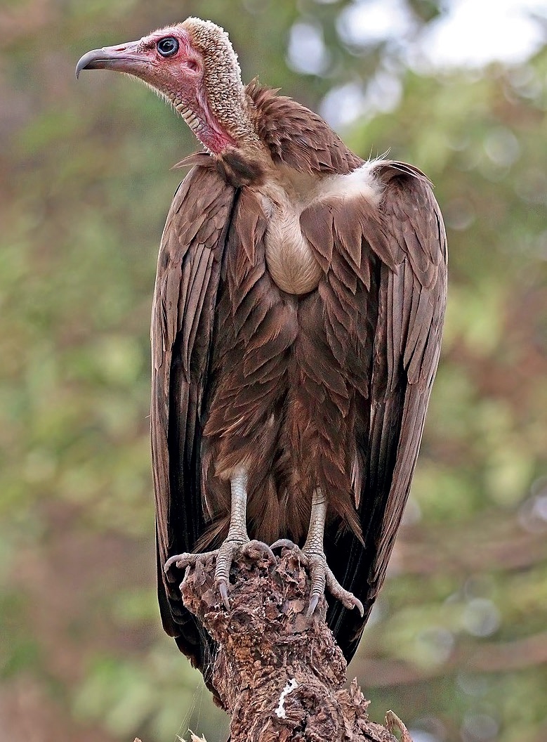 Lazy Vultures On The Loose! - TheWill Downtown