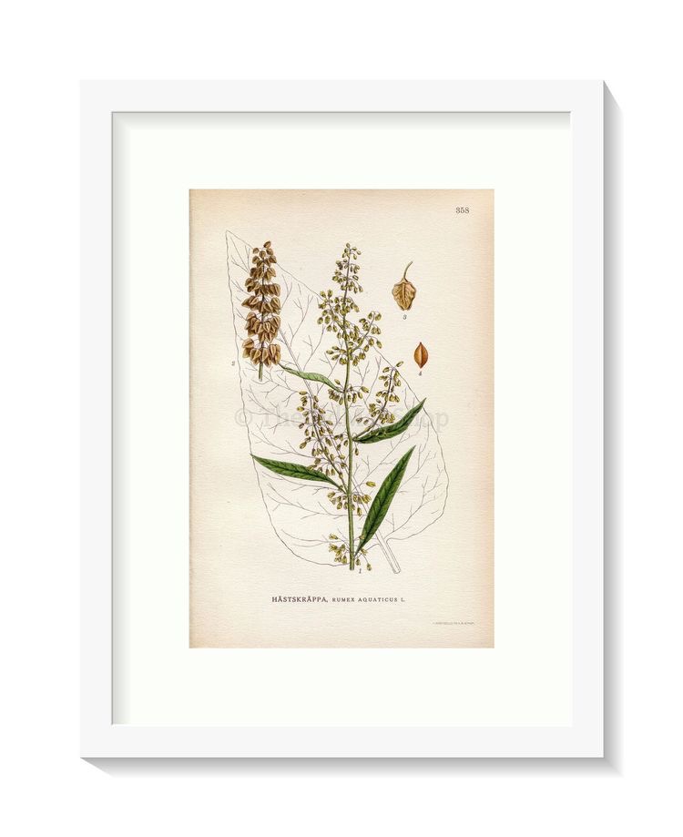 Botanical Flower Book Print LINDMAN