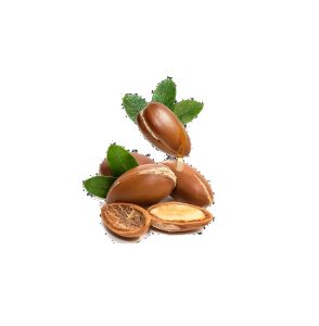 Argan Nuts And Leaves - IMAGE FROM iSTOCK